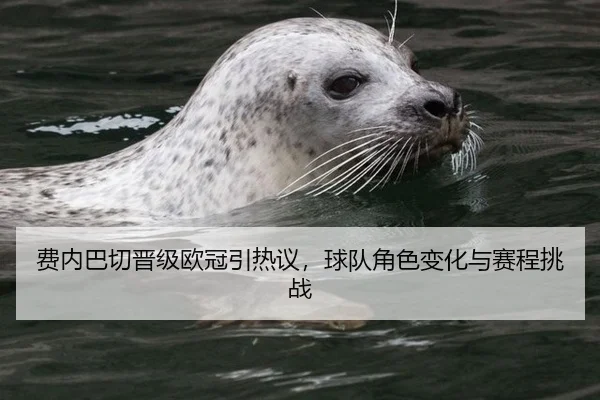 费内巴切晋级欧冠引热议，球队角色变化与赛程挑战